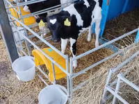 Tyre, Holstein-race — foto 6