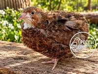 Quails — zdjęcie 8