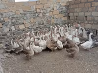 Geese — Foto 1