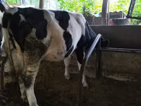 Kuh, Russian Black pied cattle — Foto 1