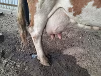 بقرة, Simmental cattle — الصورة 2