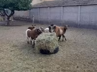 Ram, Cameroon sheep — foto 8