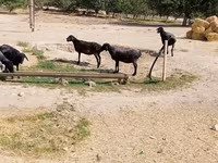 Ovce (šarže, pohlaví neuvedeno), Ovce — foto 6