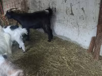 Koza, Kozy — zdjęcie 5