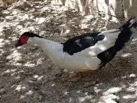 Magpie — foto 2