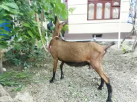 Cabra, Alpine goat — foto 5