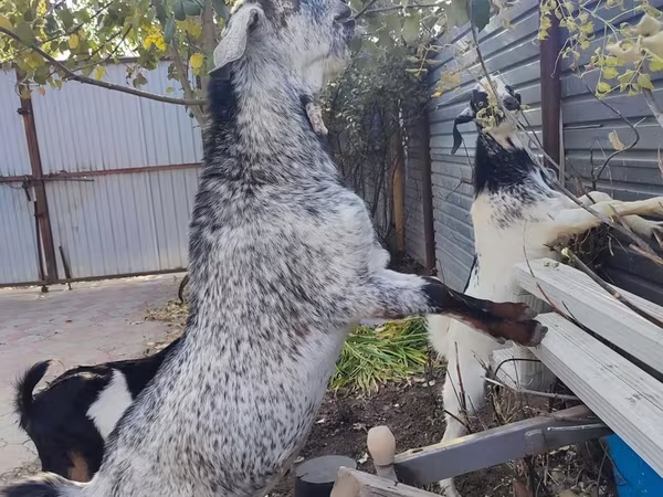 Koza, Kamori goats