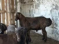 Dume la kondoo, Hissar sheep — picha 1