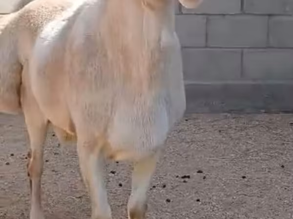 Qoʻy, Arashan sheep