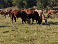 Toro, Hereford — foto 2