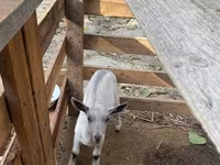 Capră, Fergana goat — foto 6