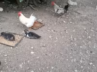 Chickens — foto 5