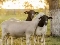 Bélier, Dorper sheep — photo 2