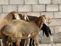 Beran, Arashan sheep — foto 2