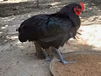 Australorp — foto 8