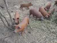 암퇘지, Мангалица — 사진 5