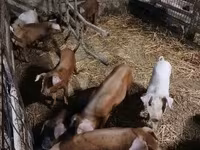 Schweine (Partie, Geschlecht nicht angegeben), Schweine — Foto 1