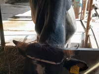 காளை, மாடுகள் — புகைப்படம் 7