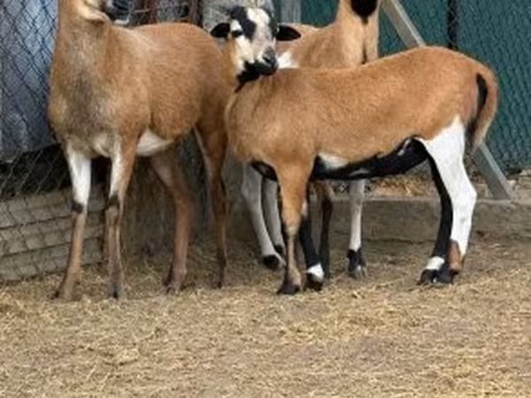 Ram, Cameroon sheep