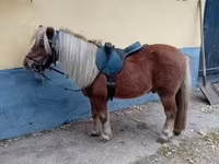 اسب نر, Shetland Pony — عکس 5