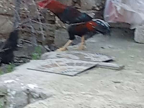 Chickens
