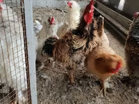 Chickens — عکس 2