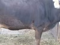 ላም, Latvian Blue cattle — ፎቶ 1