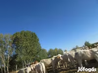 วัวตัวผู้, Charolais cattle — รูปภาพ 1