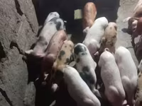 公猪, Pigs — 照片 3