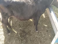 Mucca, Simmental cattle — foto 2
