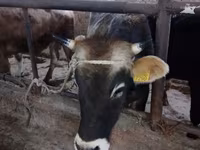 Bulle, Swiss cattle — Foto 6