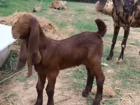 Jarac, Nubian Goat — fotografija 1