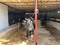 Mucca, Bovini — foto 2
