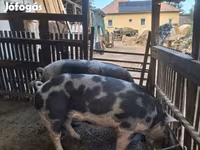 Cinghiale, Пьетрен — foto 1