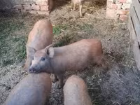 Babi betina, Мангалица — foto 3