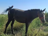 اسب نر, اسب — عکس 2