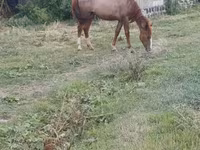 Mare, Horses — photo 1