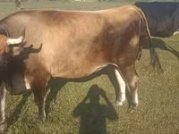 Krowa, Simmental cattle — zdjęcie 2
