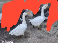 Geese — foto 4