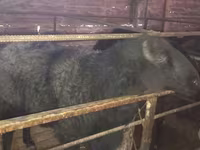 Domba jantan, Sheep — foto 2
