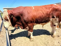 Tyre, Simmental cattle — foto 1