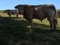 Бик, Simmental cattle — снимка 1