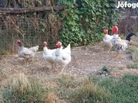 Chickens — عکس 4