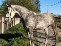 مادیان, Kisber felver — عکس 2