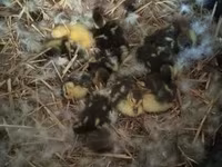Ducks — عکس 8
