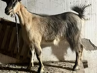 Get, Alpine goat — foto 1