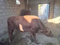 Toro, Bovini — foto 2