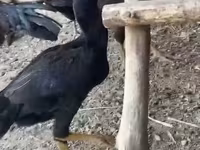 Chickens — عکس 2