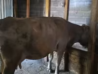 Lembu jantan, Russian Black pied cattle — foto 1