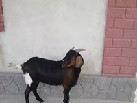 Capra, Nubian Goat — foto 4